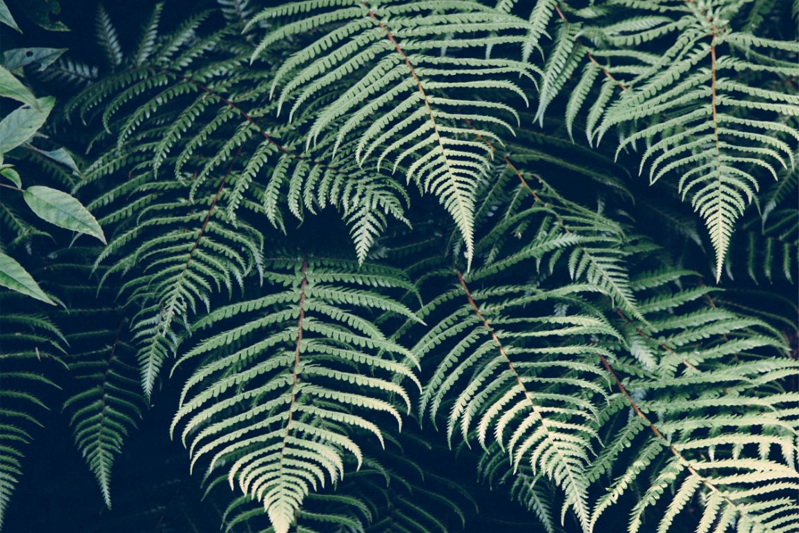 leafs