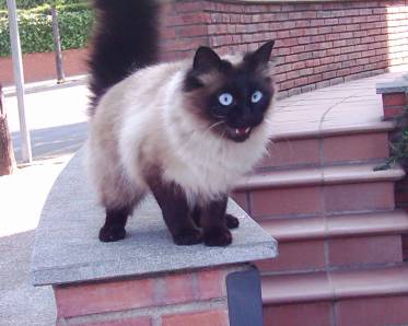 cat